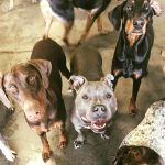 big-dogs