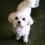 zoey
