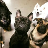 small-dog-cuteness