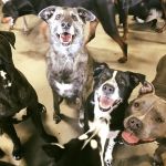 happy-dogs