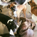 more-big-dogs