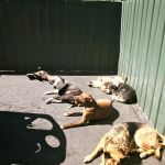 sun-bathing